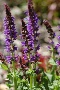 lavender