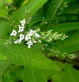 lemon_verbena_leaves_and_flowers