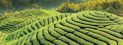 white_tea